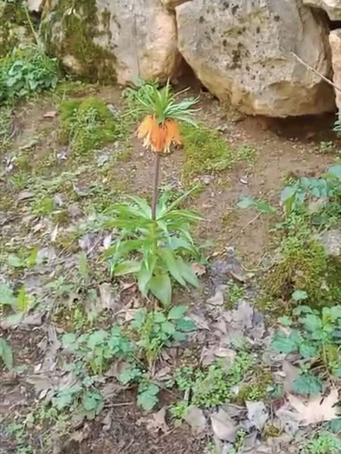 bu-cicegi-koparmanin-bedeli-cok-agir