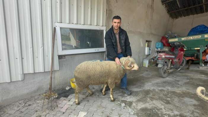 1-milyonluk-sampiyon-kocun-yavrularina-konya-dahil-bir-cok-ilden-ilgi-var