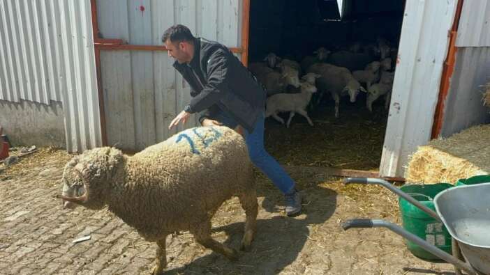 1-milyonluk-sampiyon-kocun-yavrularina-konya-dahil-bir-cok-ilden-ilgi-var