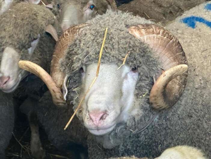 1-milyonluk-sampiyon-kocun-yavrularina-konya-dahil-bir-cok-ilden-ilgi-var