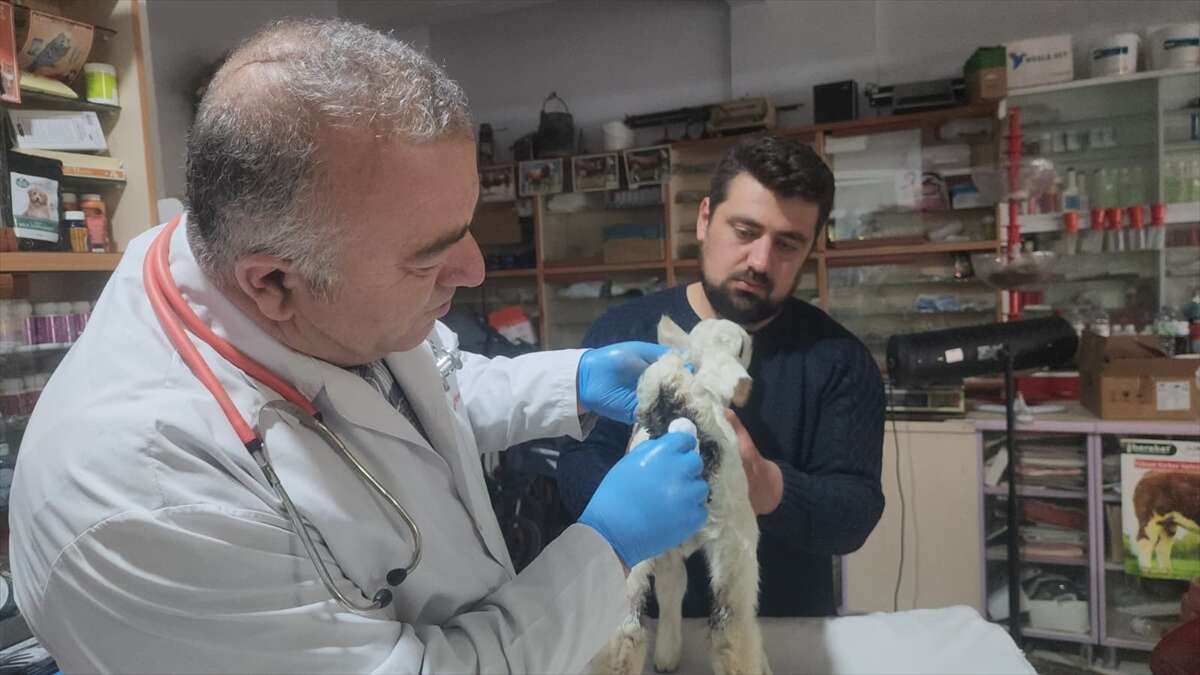 konyada-umut-dolu-mudahale-kuzuya-ikinci-sans-verdi