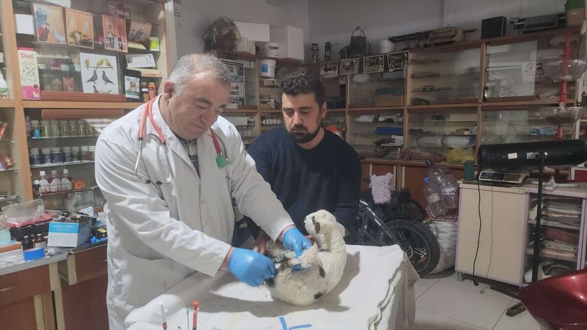 konyada-umut-dolu-mudahale-kuzuya-ikinci-sans-verdi