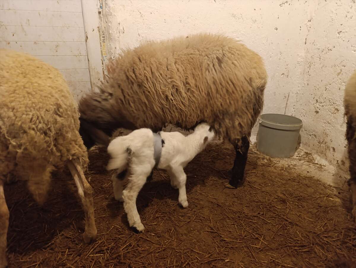 konyada-umut-dolu-mudahale-kuzuya-ikinci-sans-verdi