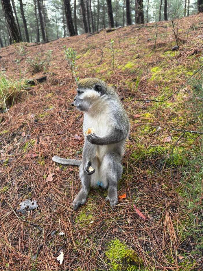 firari-maymunlarin-sirri-cozuldu-konyaya-getirilecekler