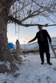 kopegini-agaca-asarak-olduren-adam-hakkinda-karar-verildi