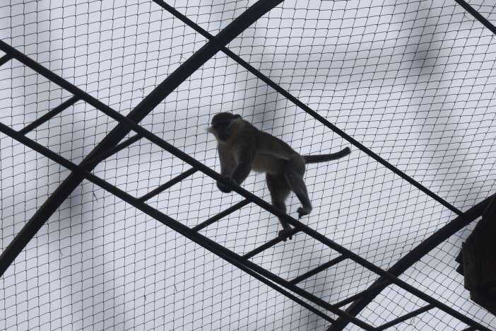 firari-orumcek-maymunu-konyaya-getirildi