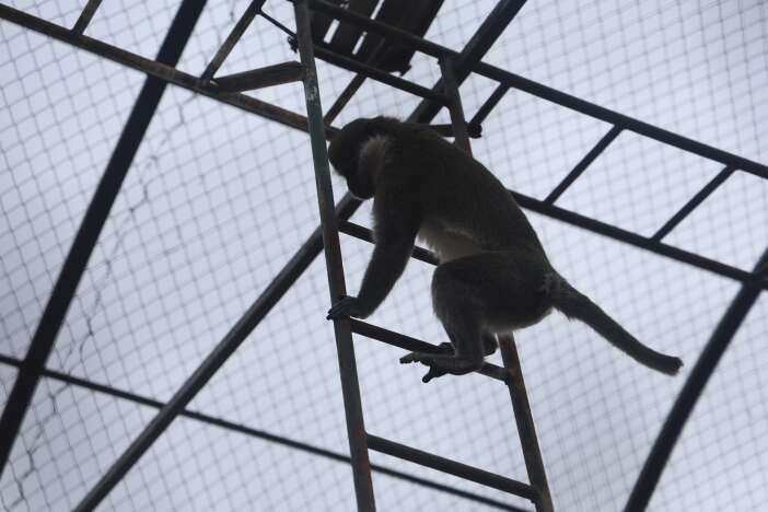 firari-orumcek-maymunu-konyaya-getirildi