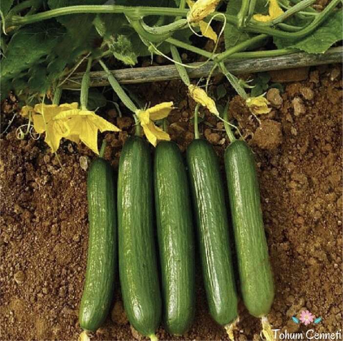 konyada-tarlada-5-tl-olan-salatalik-markette-80-tl