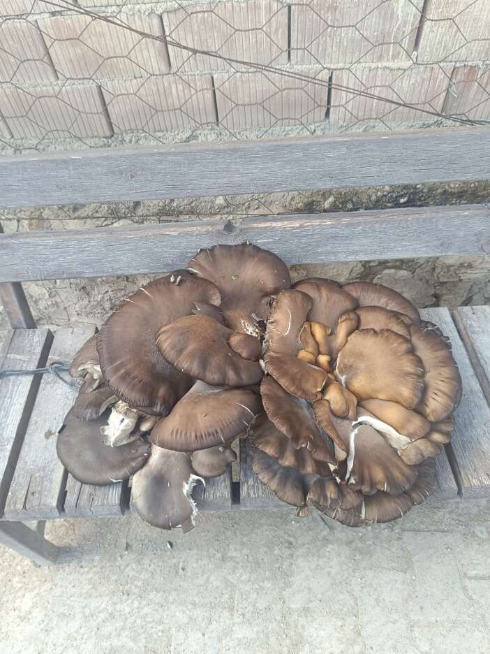 konyada-bulundu-goren-de-agirligini-duyan-da-inanamiyor