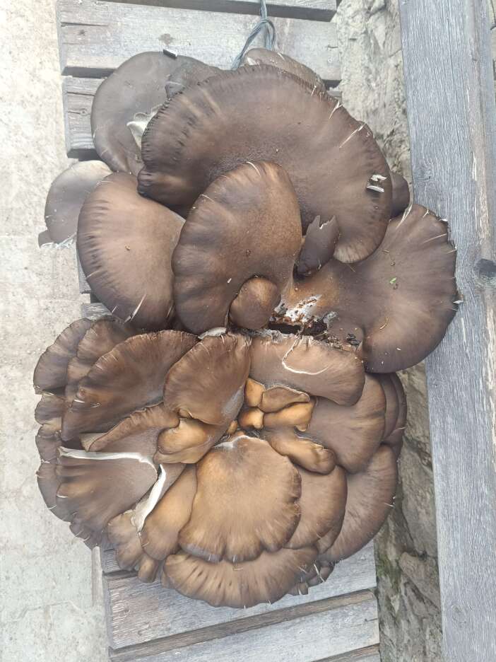 konyada-bulundu-goren-de-agirligini-duyan-da-inanamiyor