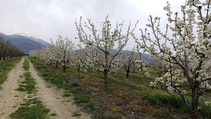 konyada-zirai-don-alarmi-bahceler-tek-tek-kontrol-ediliyor
