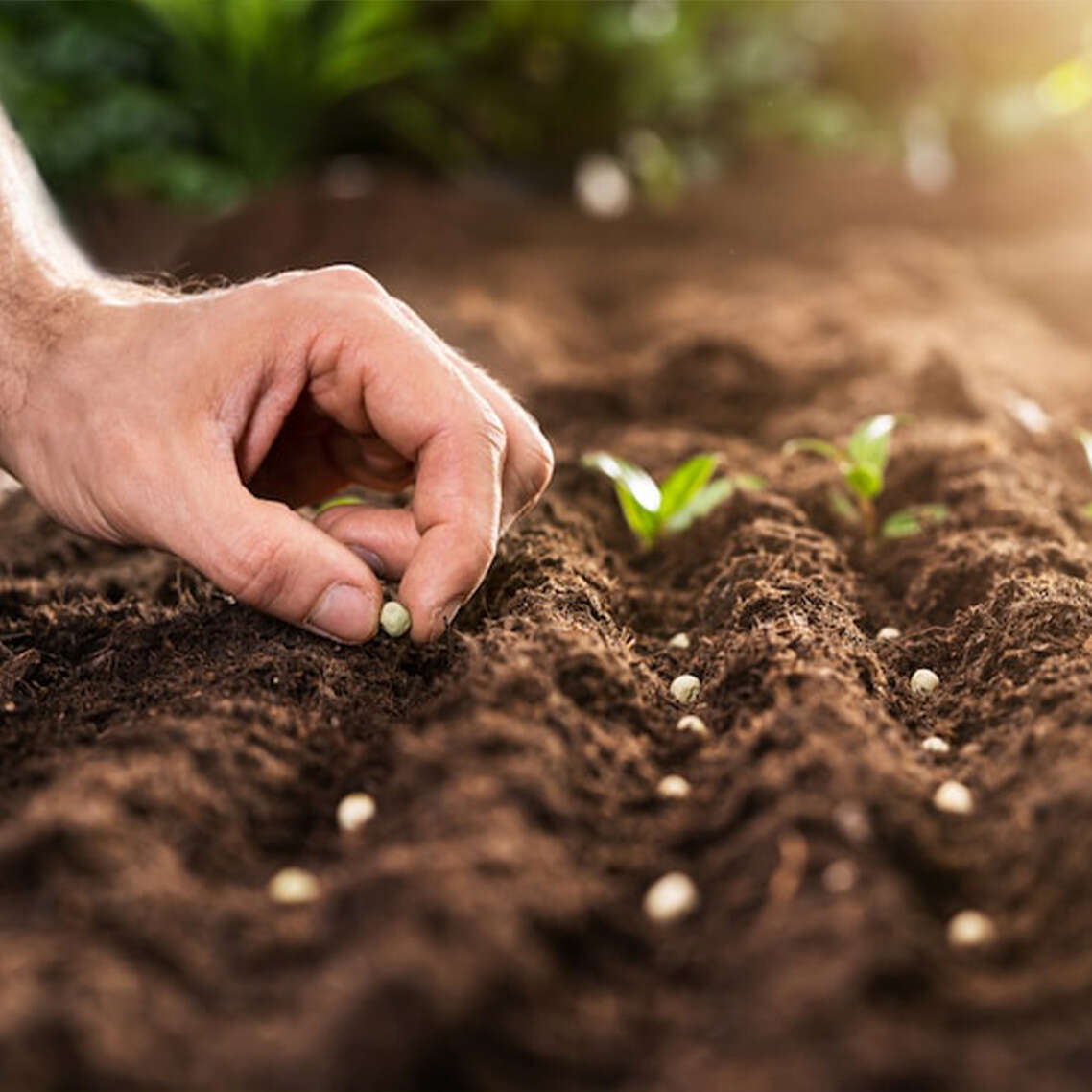 karatay-belediyesi-ata-tohumu-basvurusu-2026-dagitimlar-basladi