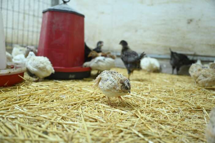 baskan-altay-ve-milletvekili-baykan-konyada-tavsan-sevdi