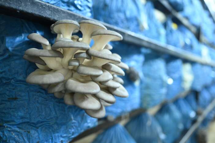 baskan-altay-ve-milletvekili-baykan-konyada-tavsan-sevdi