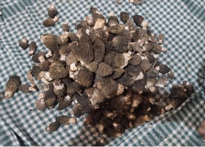 konyada-doganin-altin-degeri-gun-yuzune-cikti-bu-fiyata-alici-buluyor