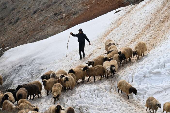 besiciler-hayvanlarini-meraya-cikarmaya-basladi