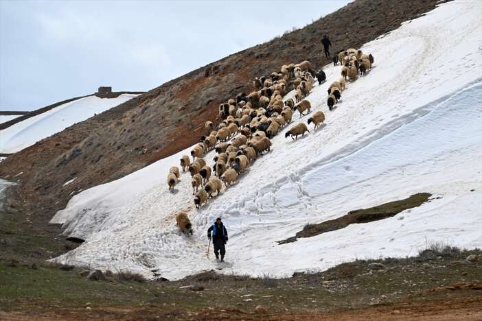 besiciler-hayvanlarini-meraya-cikarmaya-basladi
