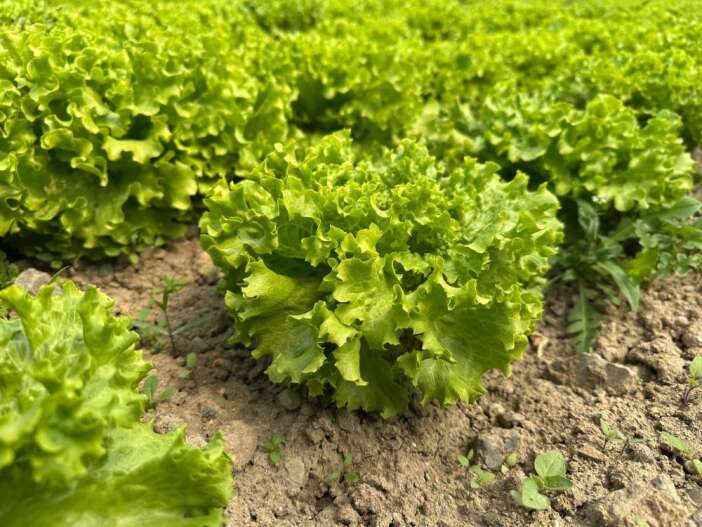 tarlada-35-liraya-yukseldi-gecen-yil-ekmeyenler-pisman-oldu