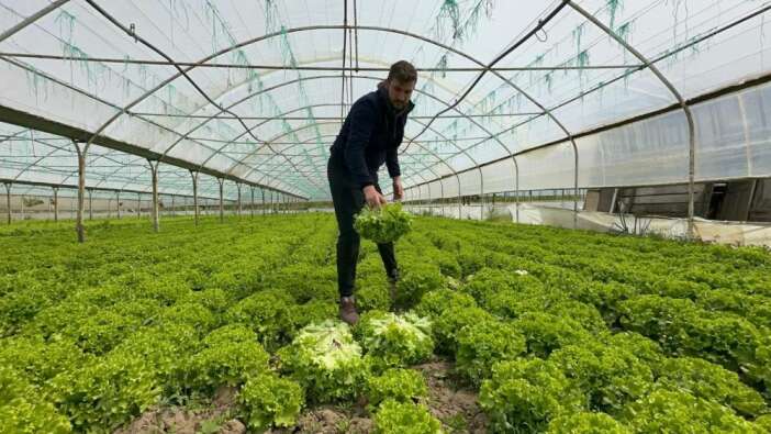 tarlada-35-liraya-yukseldi-gecen-yil-ekmeyenler-pisman-oldu