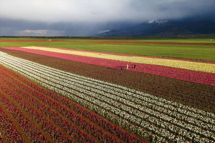 unlu-lale-bahcesi-acildi-konyaya-cok-yakin
