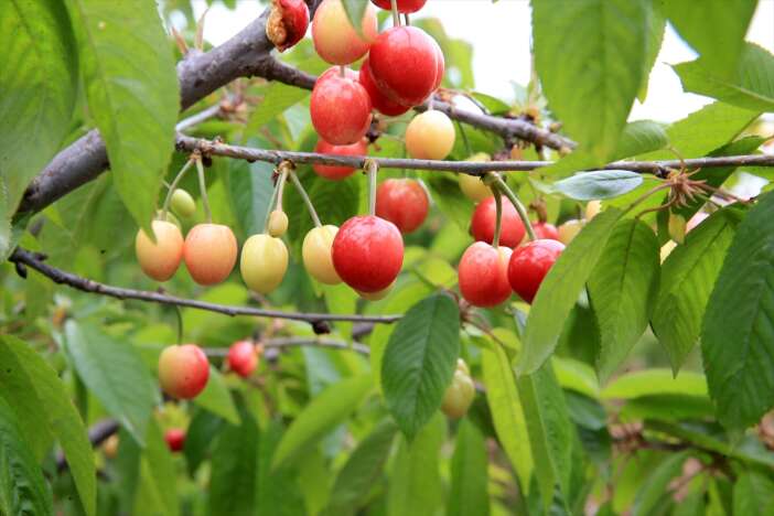 yilin-ilk-kiraz-hasadi-yapildi-kilosu-gram-altin-fiyatina-satildi