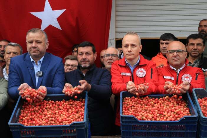 yilin-ilk-kiraz-hasadi-yapildi-kilosu-gram-altin-fiyatina-satildi