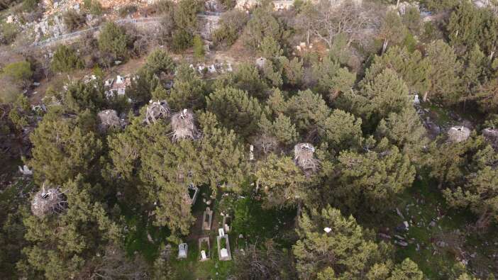 konyada-baharin-gelisiyle-leylek-cenneti-hareketlendi