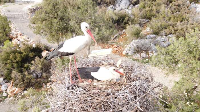 konyada-baharin-gelisiyle-leylek-cenneti-hareketlendi
