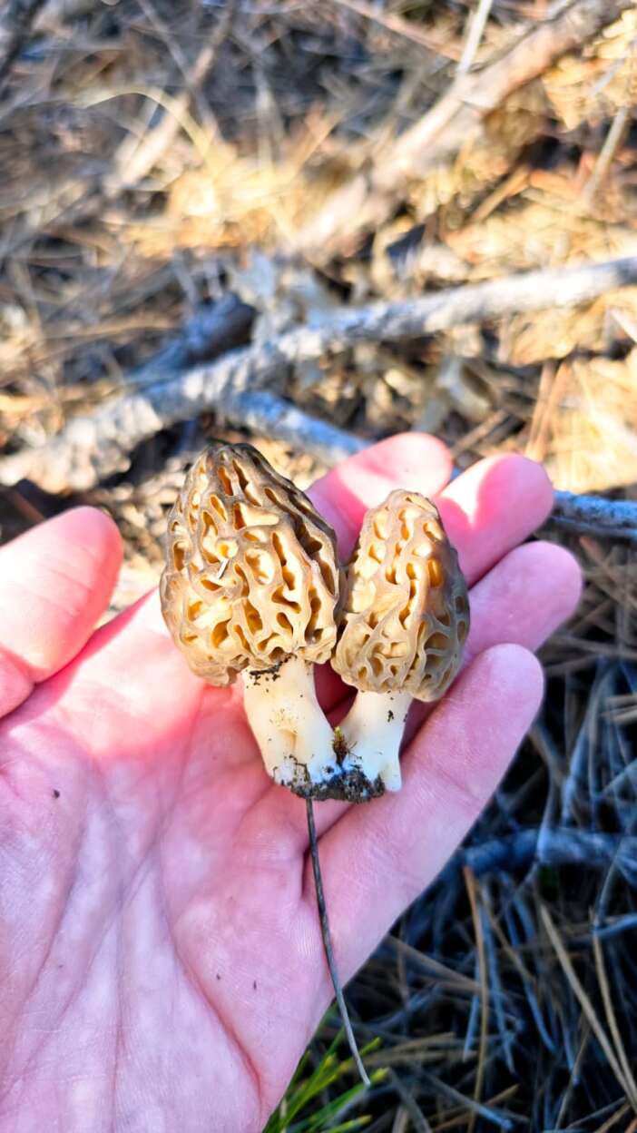 konyada-baharin-hazinesi-cikti-kilosu-2-bin-liraya-dayandi