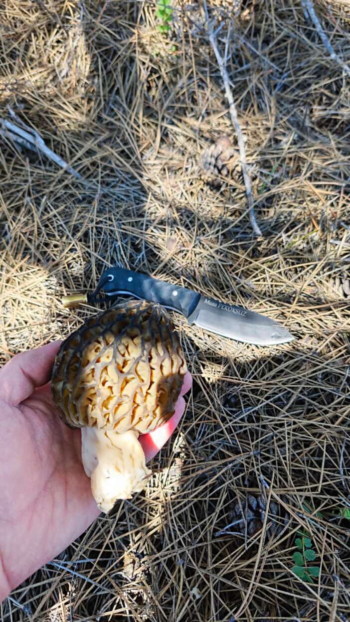 konyada-baharin-hazinesi-cikti-kilosu-2-bin-liraya-dayandi