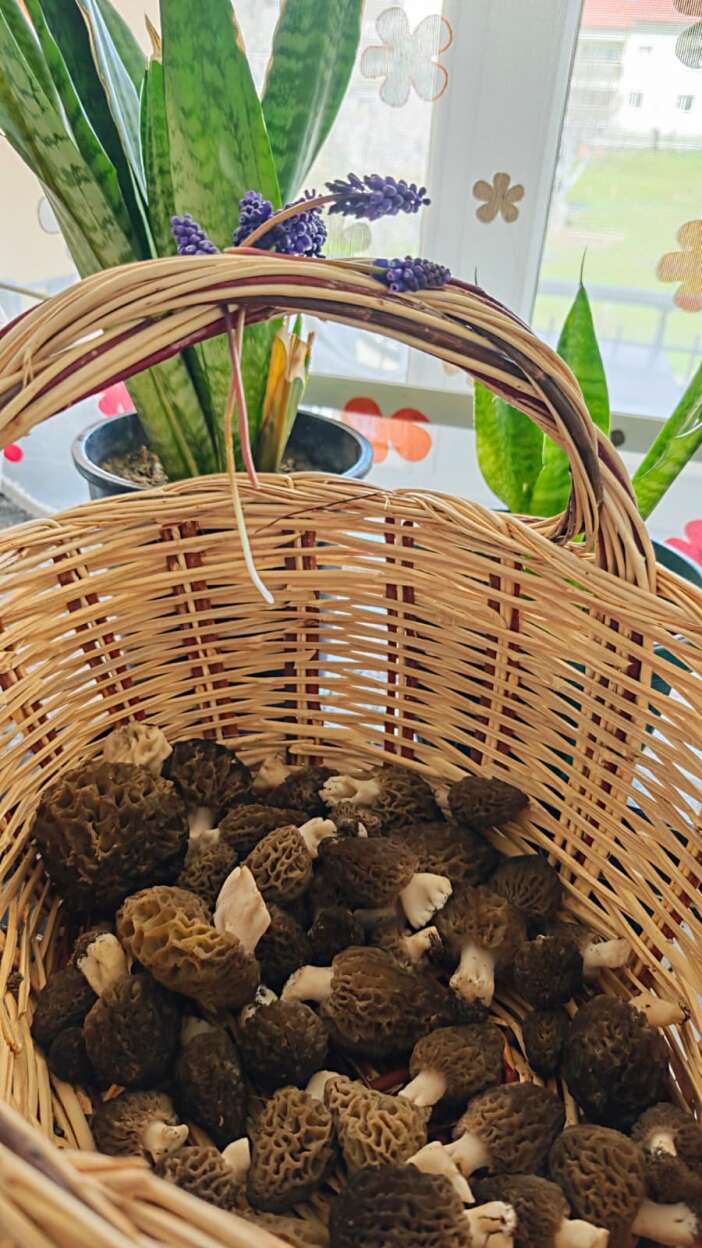 konyada-baharin-hazinesi-cikti-kilosu-2-bin-liraya-dayandi