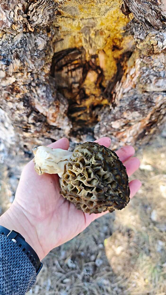 konyada-baharin-hazinesi-cikti-kilosu-2-bin-liraya-dayandi