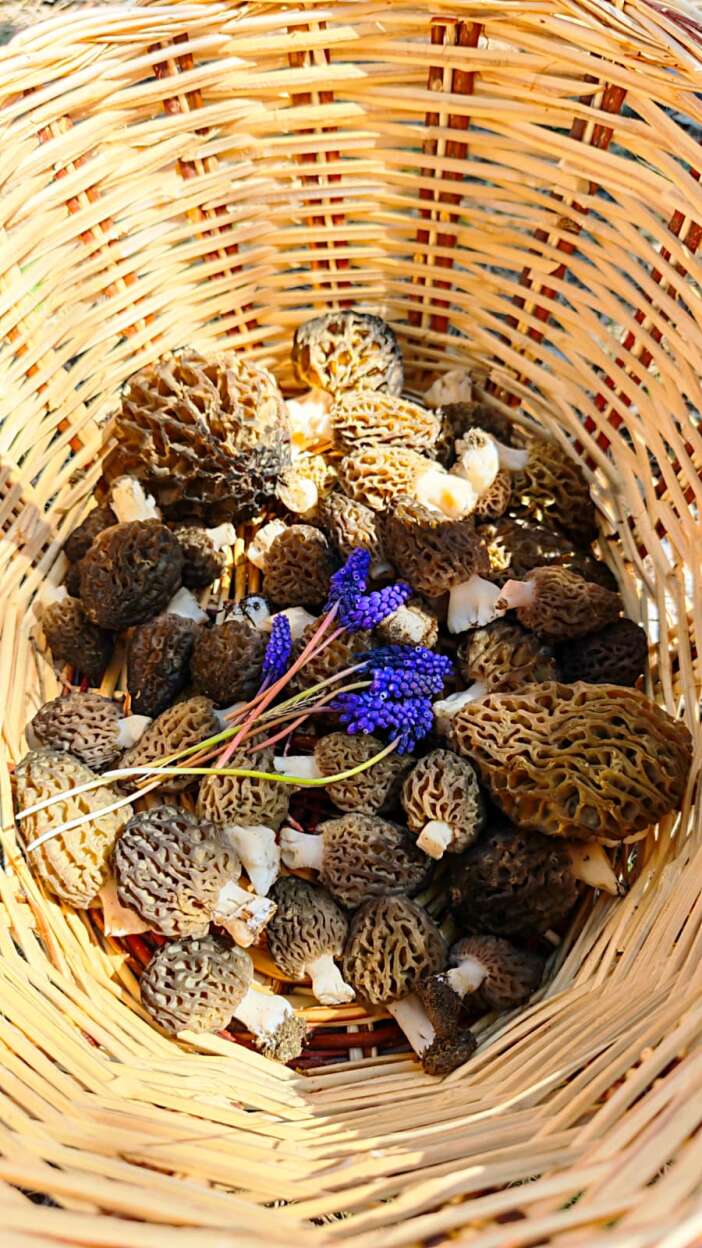 konyada-baharin-hazinesi-cikti-kilosu-2-bin-liraya-dayandi