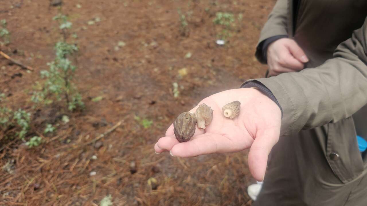 konyada-ilcesinde-daha-sezon-acildi-dogaseverler-toplamak-icin-yaristi