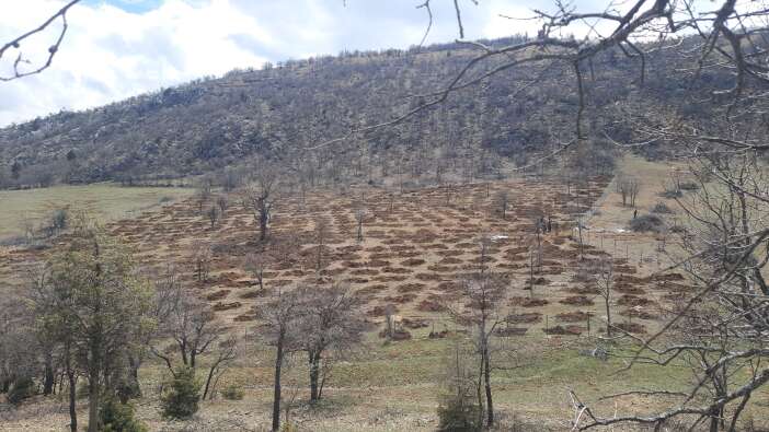 konyada-kullanilmayan-araziler-agaclandirilmaya-baslandi