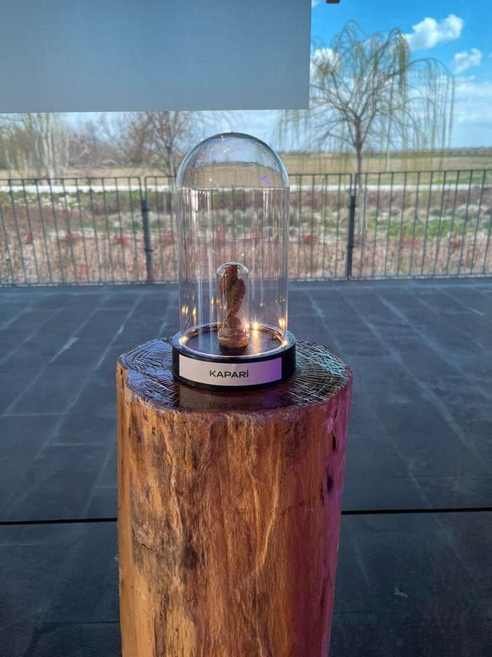 konyanin-binlerce-yillik-tohumlari-yeniden-filizleniyor