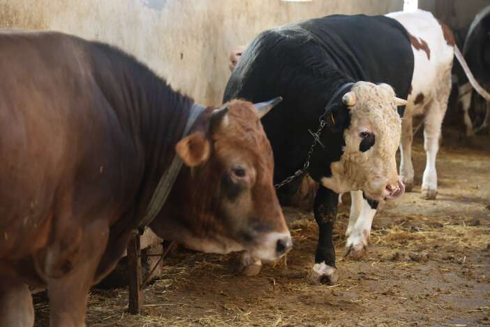 konyada-kurbanlik-fiyatlari-netlesmeye-basladi