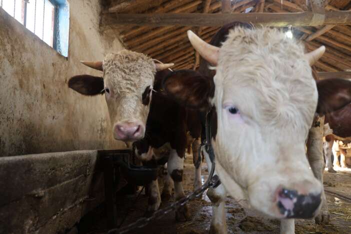 konyada-kurbanlik-fiyatlari-netlesmeye-basladi