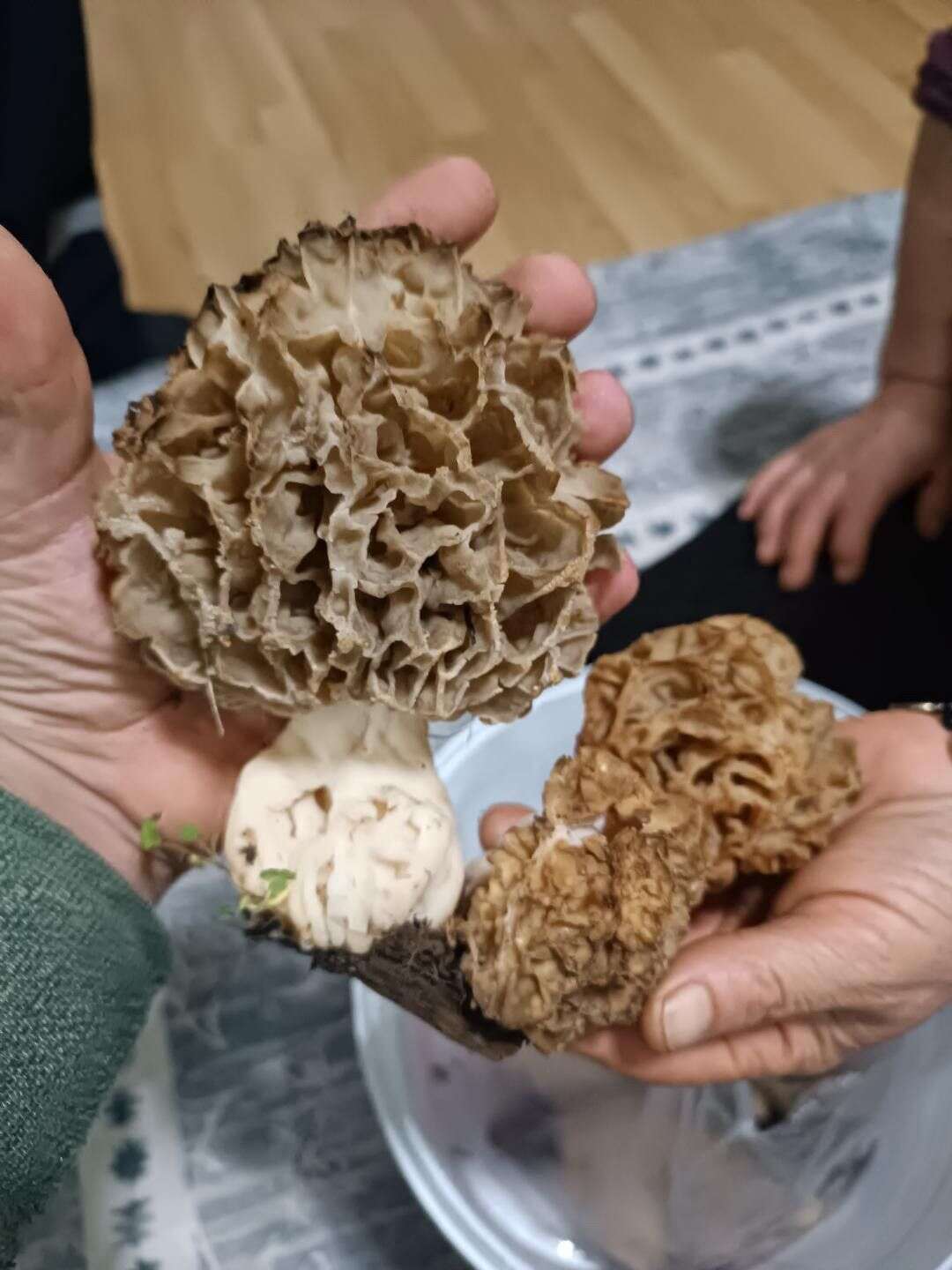 konyanin-cok-yagis-alan-ilcesinde-bulundu-bereketli-sezonun-simgesi-oldu