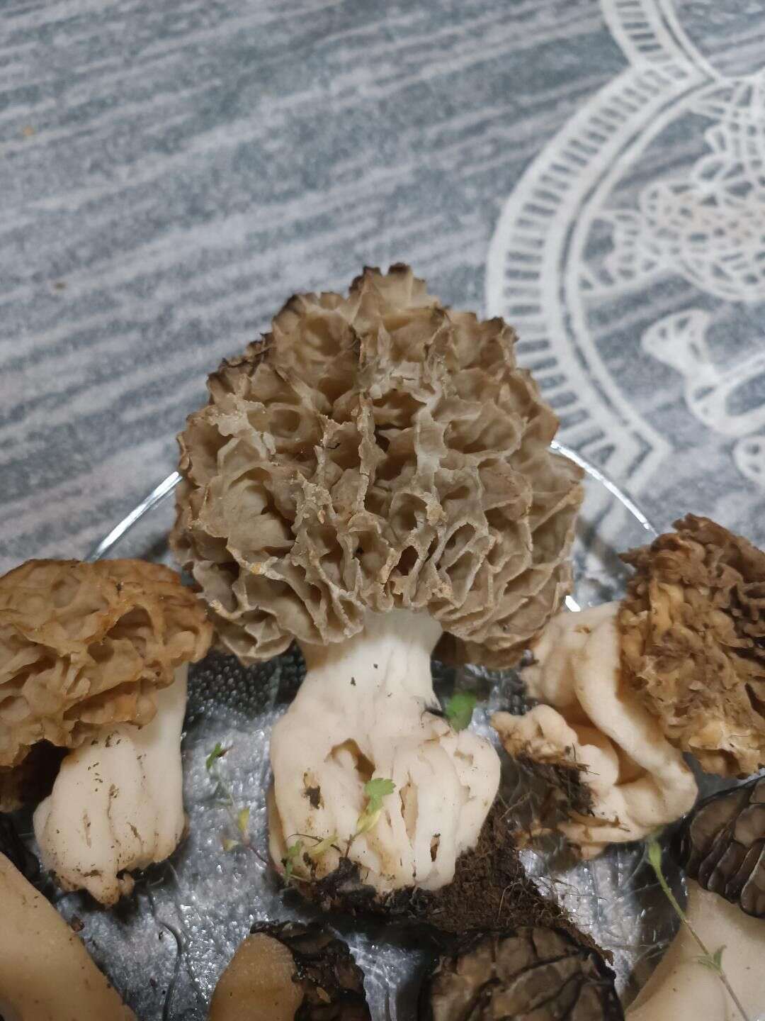 konyanin-cok-yagis-alan-ilcesinde-bulundu-bereketli-sezonun-simgesi-oldu