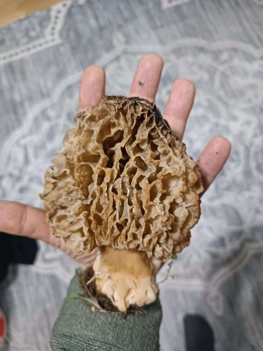 konyanin-cok-yagis-alan-ilcesinde-bulundu-bereketli-sezonun-simgesi-oldu