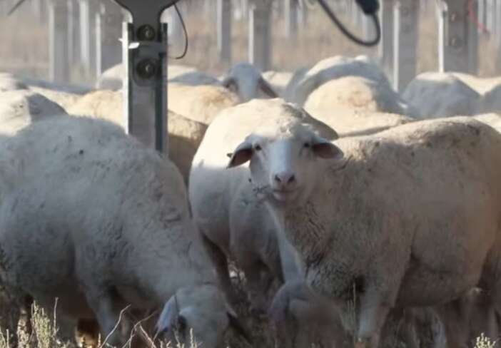 konyada-enerji-ve-hayvancilik-ayni-toprakta-bulustu