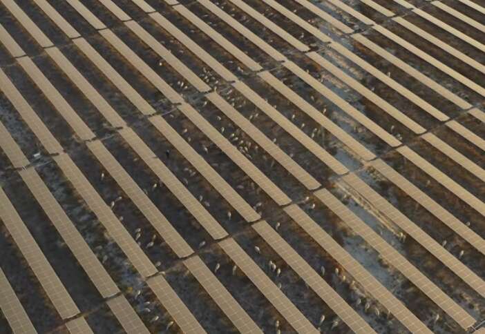 konyada-enerji-ve-hayvancilik-ayni-toprakta-bulustu