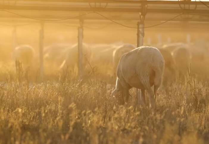 konyada-enerji-ve-hayvancilik-ayni-toprakta-bulustu