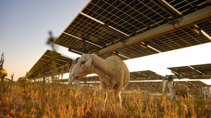 konyada-enerji-ve-hayvancilik-ayni-toprakta-bulustu