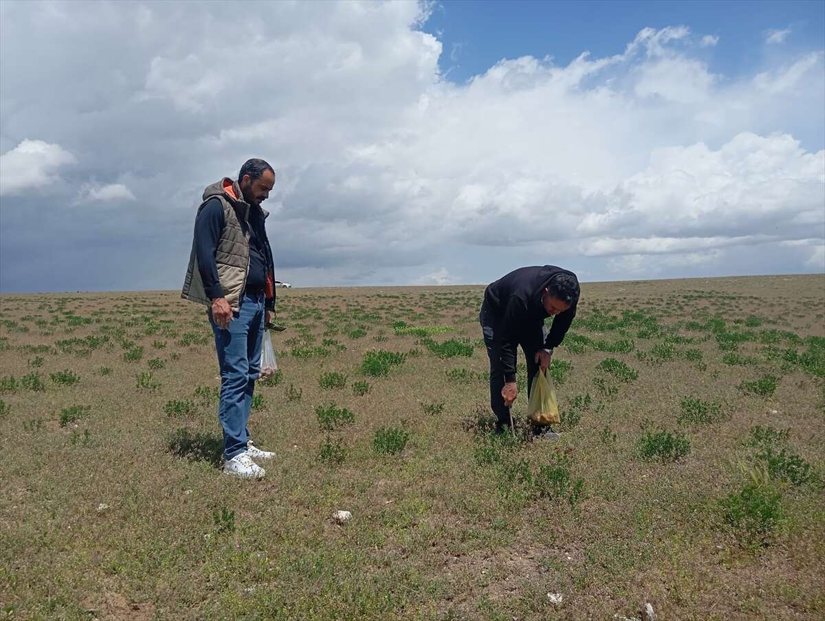 kilosu-1700-liraya-dayandi-konyada-eline-sopayi-alan-dag-tas-geziyor
