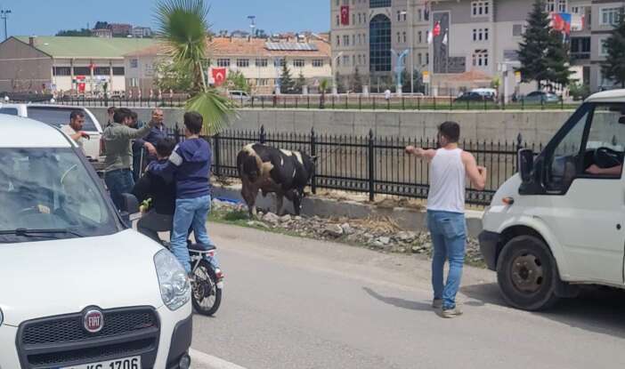 bayram-gelmeden-kurbanliklar-firar-etmeye-basladi