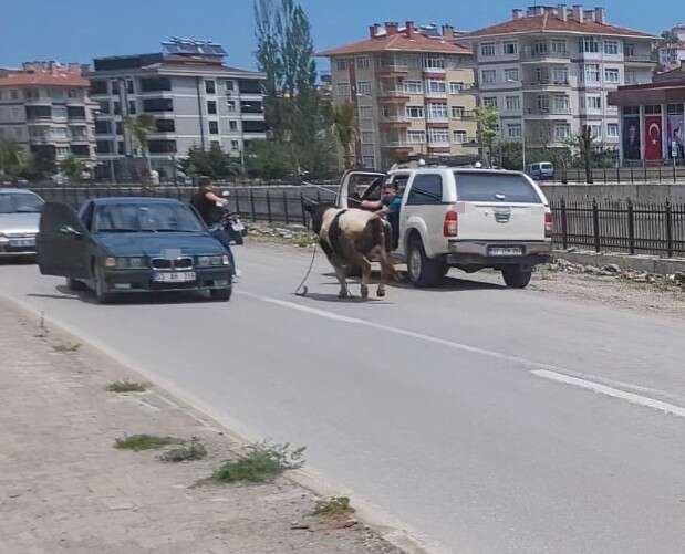 bayram-gelmeden-kurbanliklar-firar-etmeye-basladi