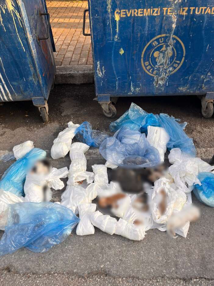 posetlerin-icinden-vahset-cikti-33-olu-kedi-bulundu