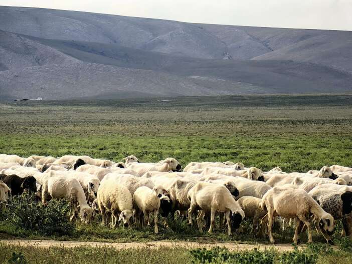 konyada-ozlenen-tablo-meralar-costu-uretici-de-kuzularla-bayram-yapiyor